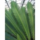 Dioon Edule